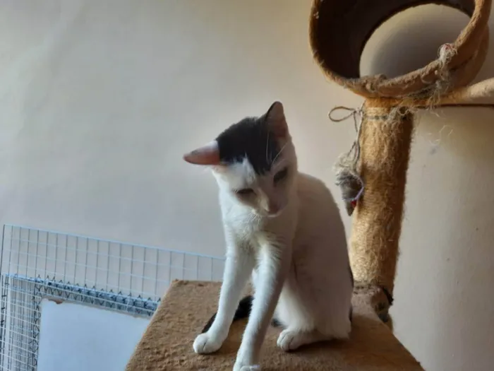 Gato ra a Srd  idade 1 ano nome Franjinha