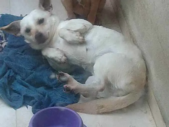 Cachorro ra a Mestiça de salsicha  idade 1 ano nome Meg 