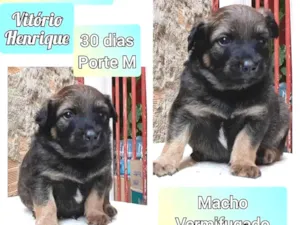 Cachorro raça SRD idade Abaixo de 2 meses nome Vitorio Henrique 