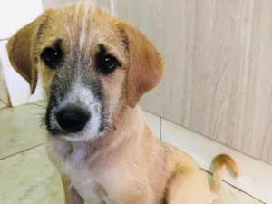 Cachorro raça Sem raça  idade 2 a 6 meses nome Tom Cruise