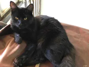 Gato raça Sem raça  idade 7 a 11 meses nome Stalone