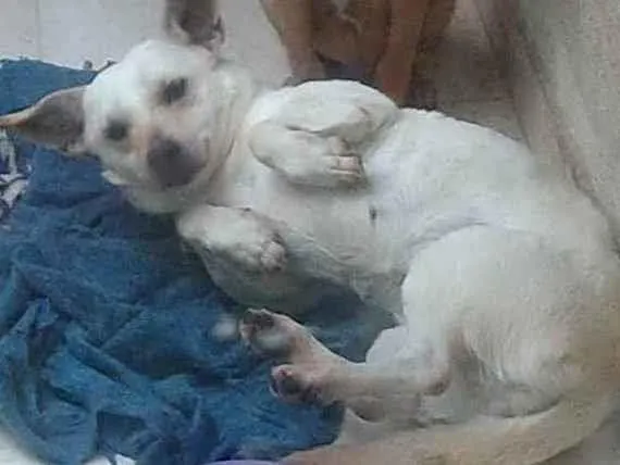 Cachorro ra a Mestiça de salsicha  idade 1 ano nome Meg 