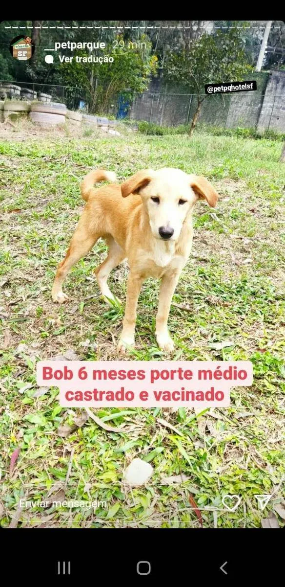 Cachorro ra a Srd idade 7 a 11 meses nome Bob