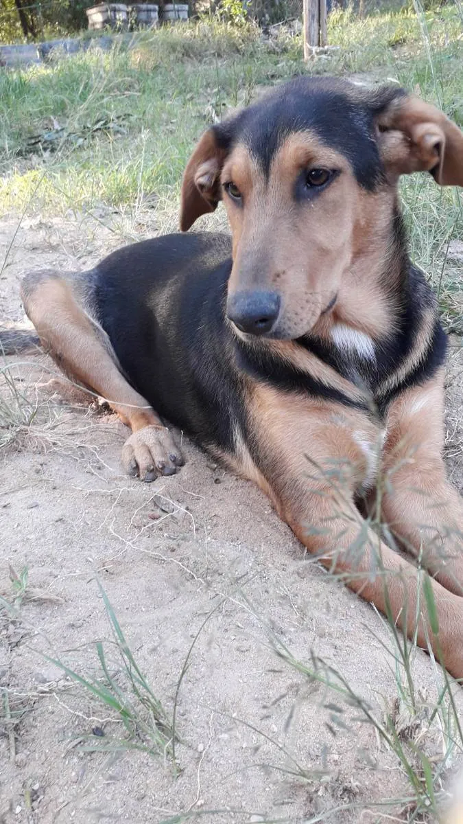 Cachorro ra a Srd idade 7 a 11 meses nome Amora 