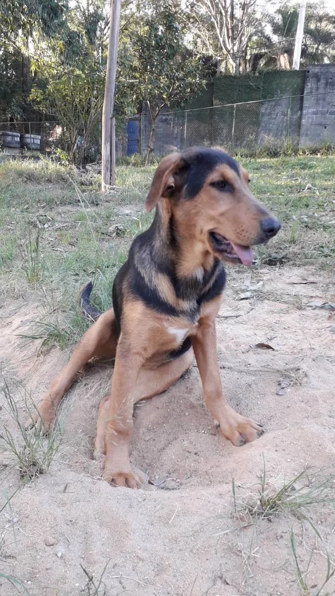 Cachorro ra a Srd idade 7 a 11 meses nome Amora 