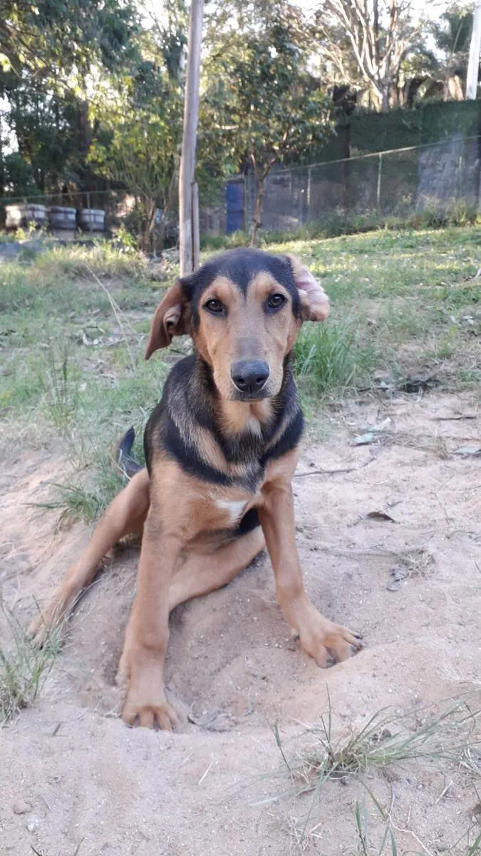 Cachorro ra a Srd idade 7 a 11 meses nome Amora 