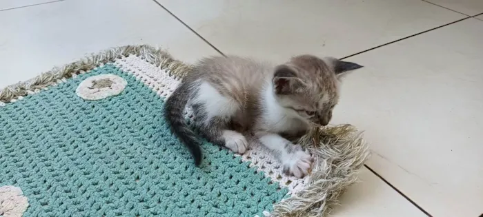 Gato ra a Não definida idade Abaixo de 2 meses nome Estão sem nome 