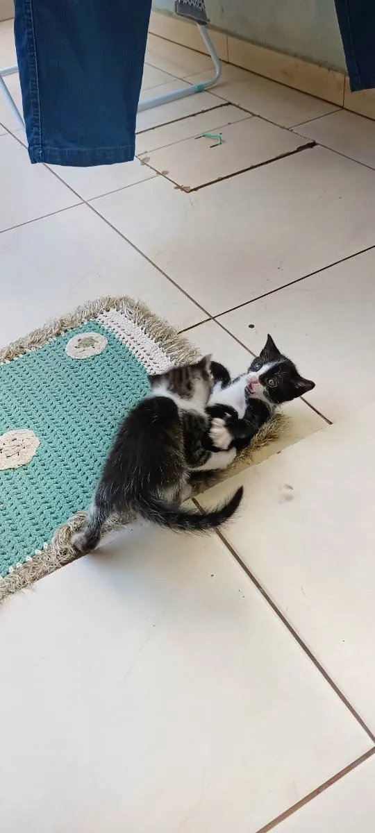 Gato ra a Não definida idade Abaixo de 2 meses nome Estão sem nome 