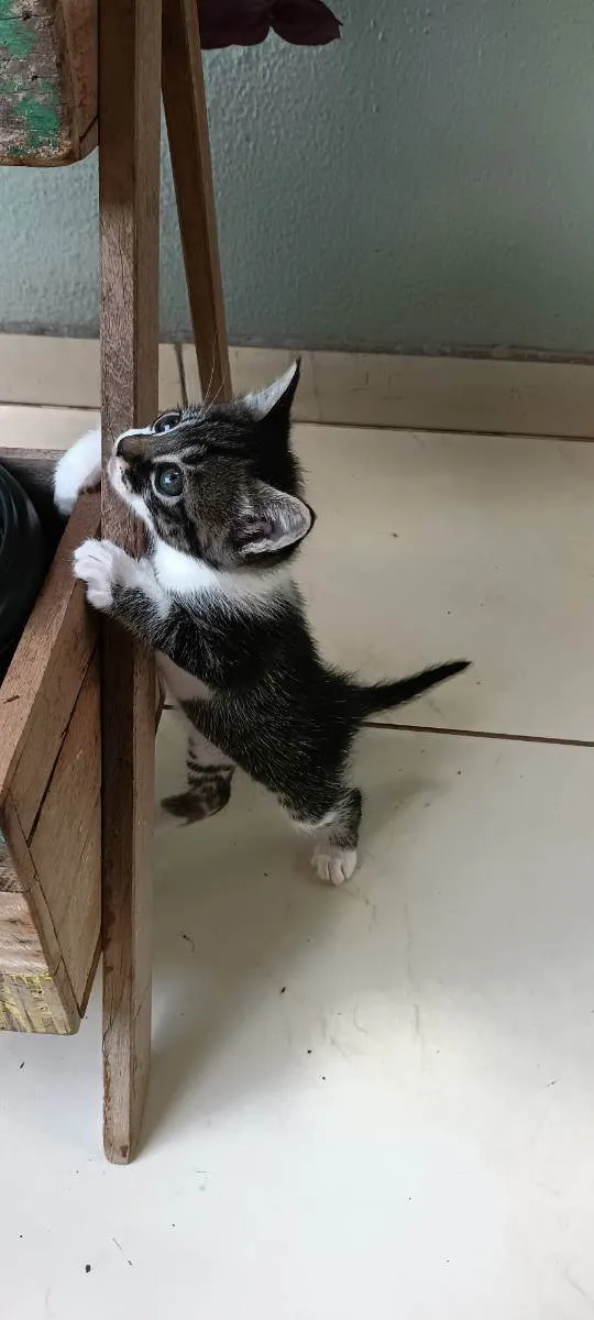 Gato ra a Não definida idade Abaixo de 2 meses nome Estão sem nome 