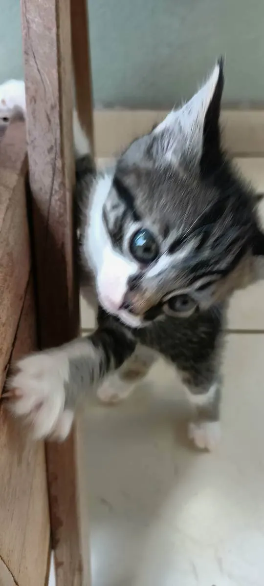 Gato ra a Não definida idade Abaixo de 2 meses nome Estão sem nome 