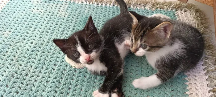 Gato ra a Não definida idade Abaixo de 2 meses nome Estão sem nome 