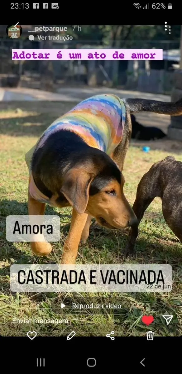 Cachorro ra a Srd idade 7 a 11 meses nome Amora 