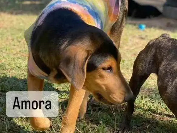 Cachorro ra a Srd idade 7 a 11 meses nome Amora 