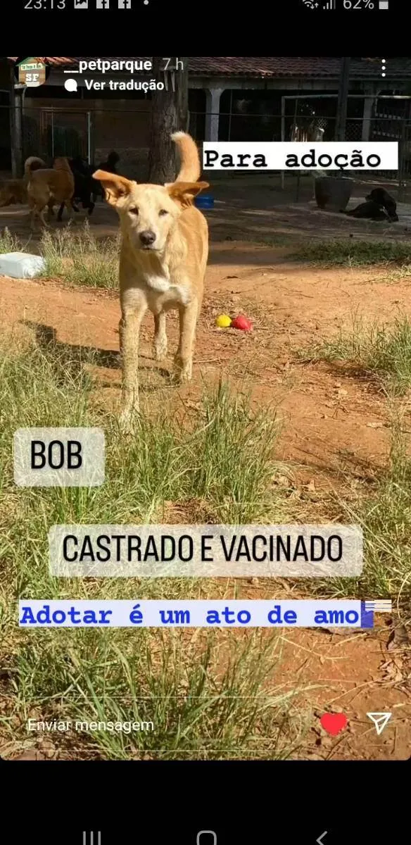 Cachorro ra a Srd idade 7 a 11 meses nome Bob