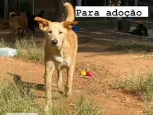 Cachorro raça Srd idade 7 a 11 meses nome Bob