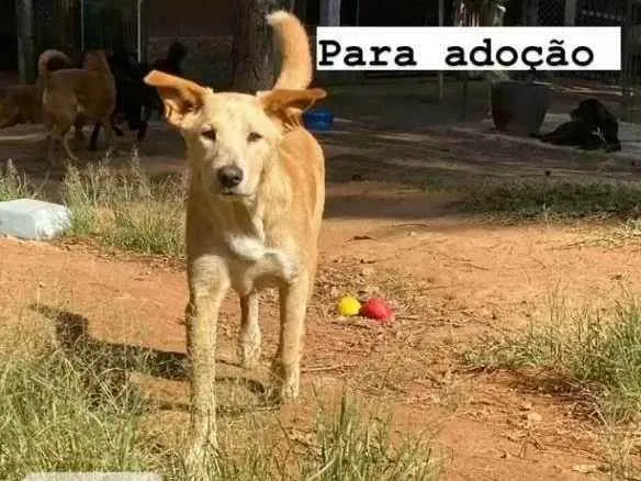 Cachorro ra a Srd idade 7 a 11 meses nome Bob