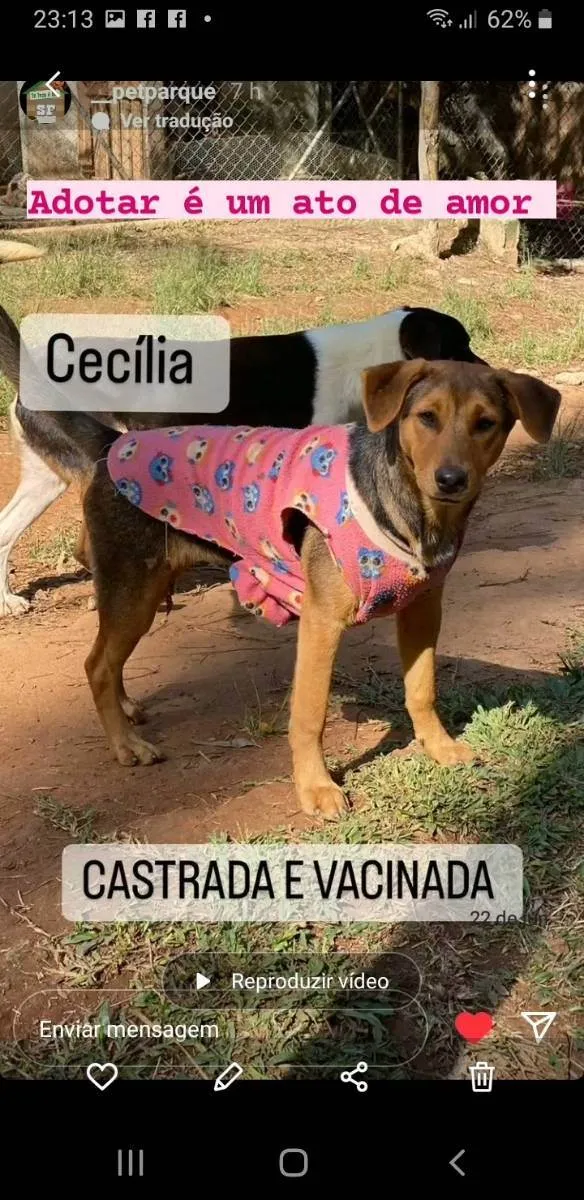 Cachorro ra a Srd idade 7 a 11 meses nome Cecília 