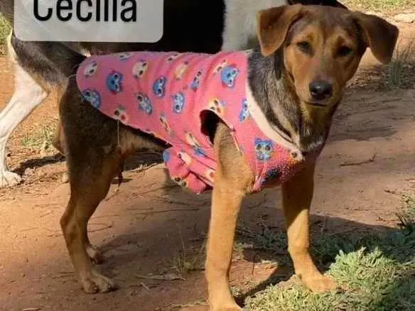 Cachorro ra a Srd idade 7 a 11 meses nome Cecília 