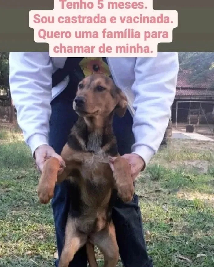 Cachorro ra a Srd idade 7 a 11 meses nome Cecília 