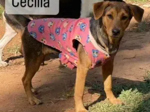 Cachorro raça Srd idade 7 a 11 meses nome Cecília 