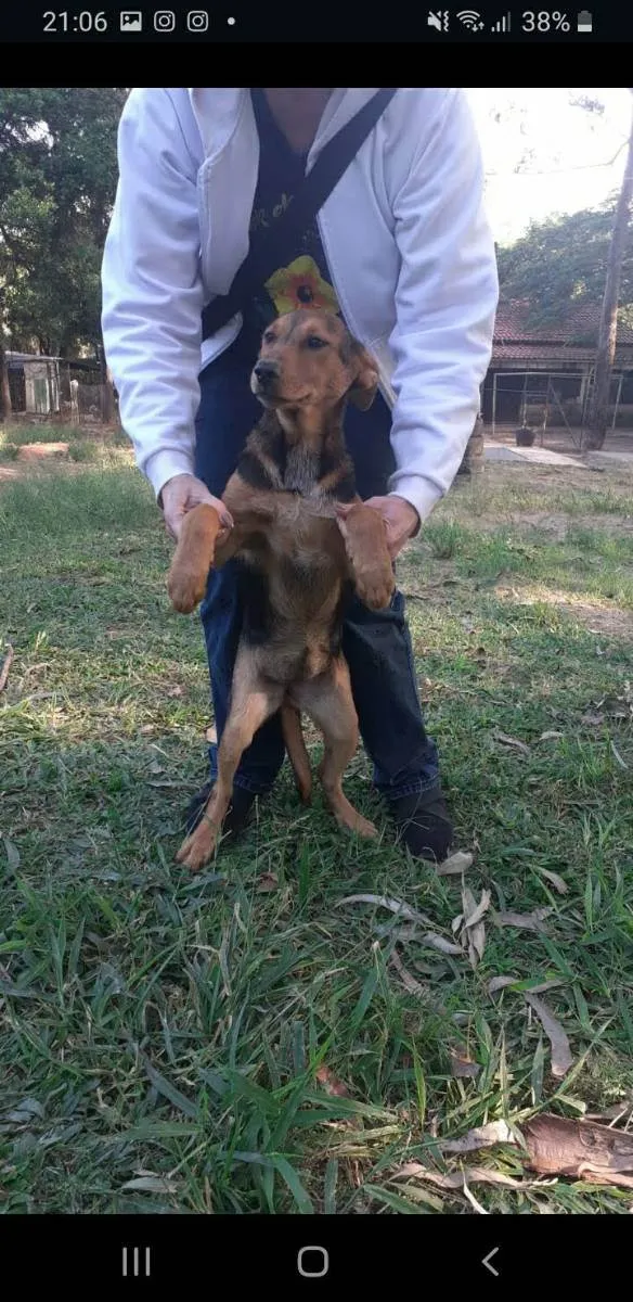 Cachorro ra a Srd idade 7 a 11 meses nome Cecília 