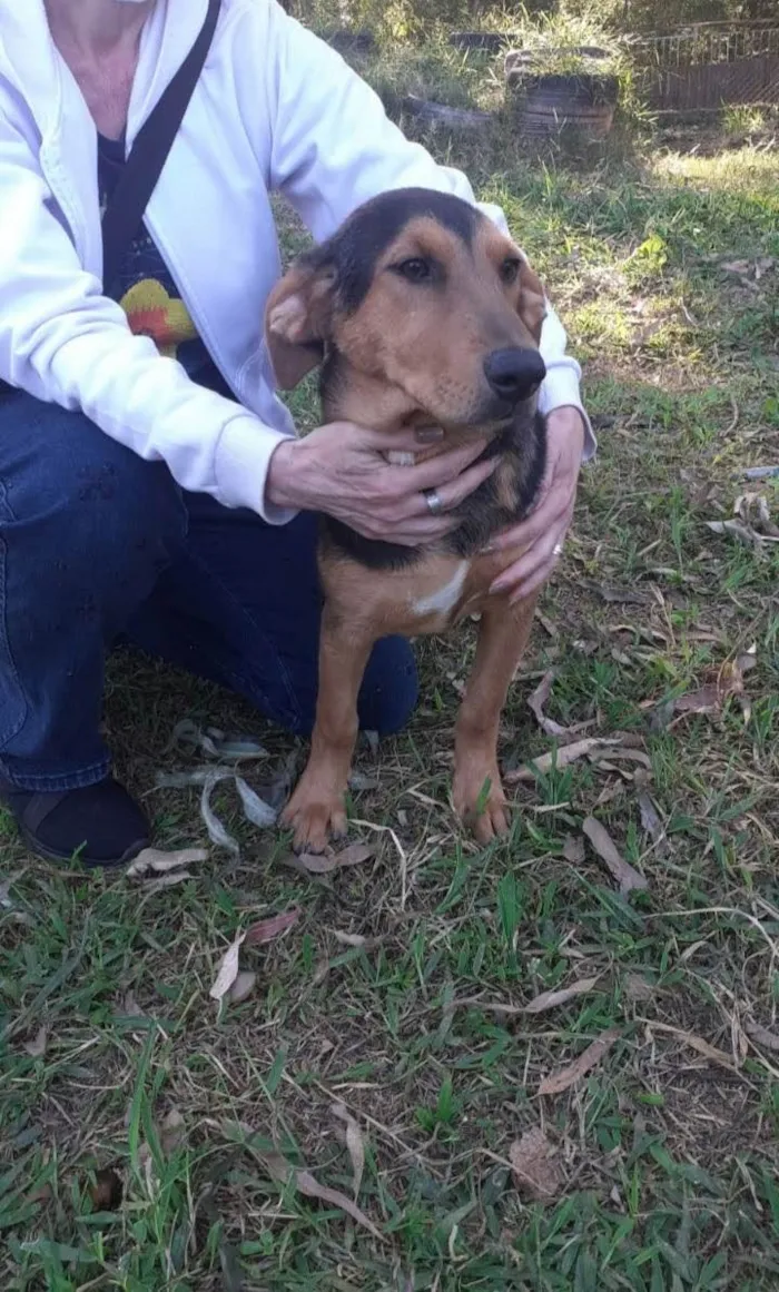 Cachorro ra a Srd idade 7 a 11 meses nome Cecília 