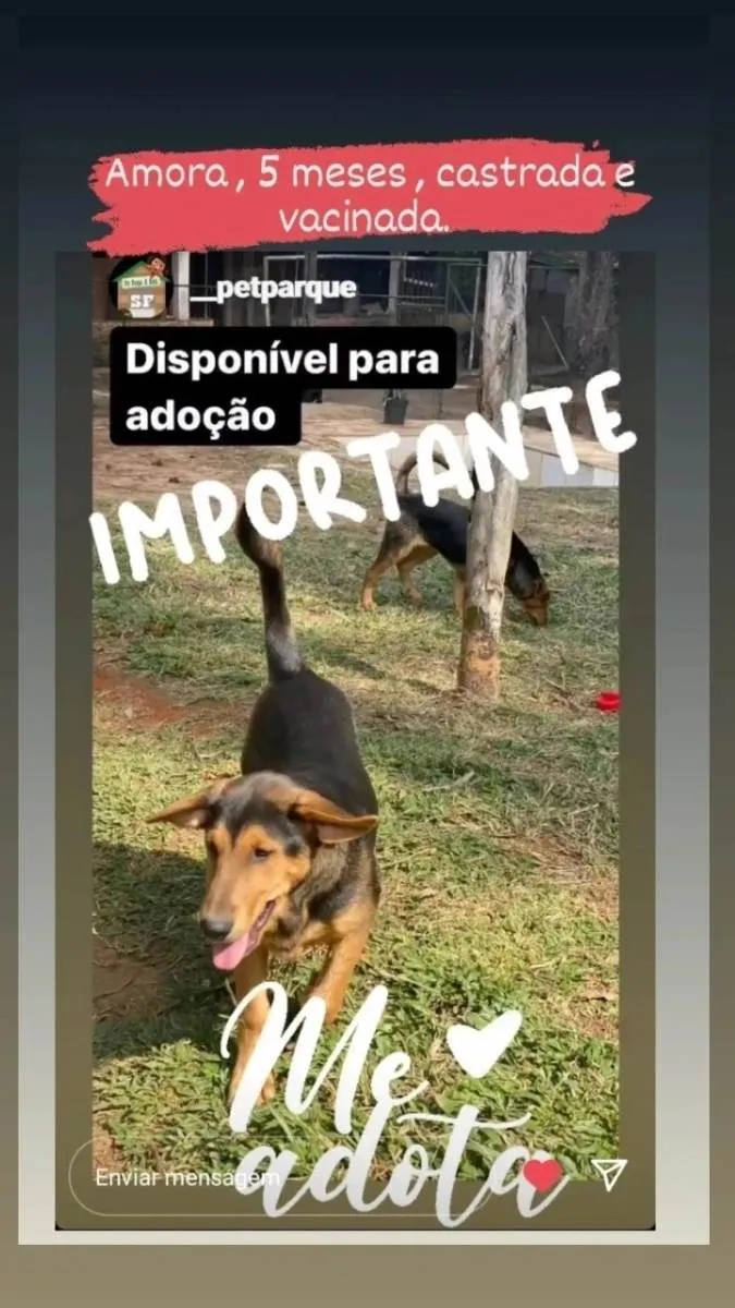 Cachorro ra a Srd idade 7 a 11 meses nome Amora 