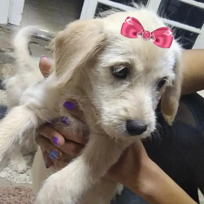 Cachorro ra a Mestiça  idade 2 a 6 meses nome Sofia 