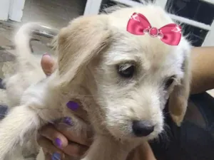 Cachorro raça Mestiça  idade 2 a 6 meses nome Sofia 