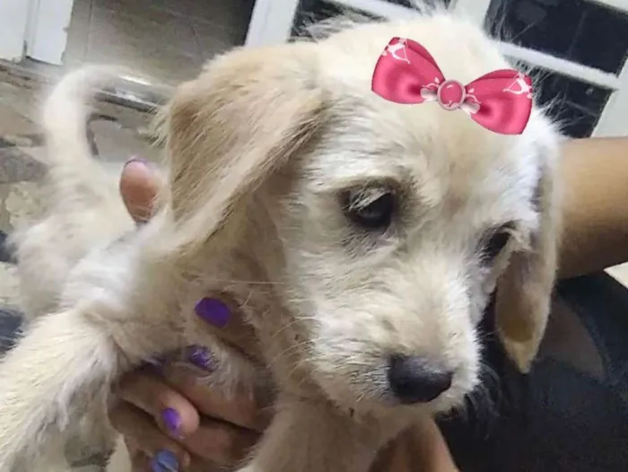 Cachorro ra a Mestiça  idade 2 a 6 meses nome Sofia 