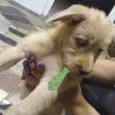 Apolo 