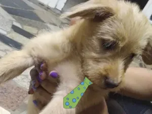 Cachorro raça Mestiço  idade 2 a 6 meses nome Apolo 