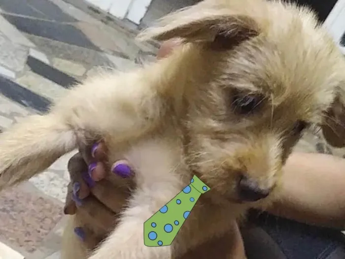 Cachorro ra a Mestiço  idade 2 a 6 meses nome Apolo 