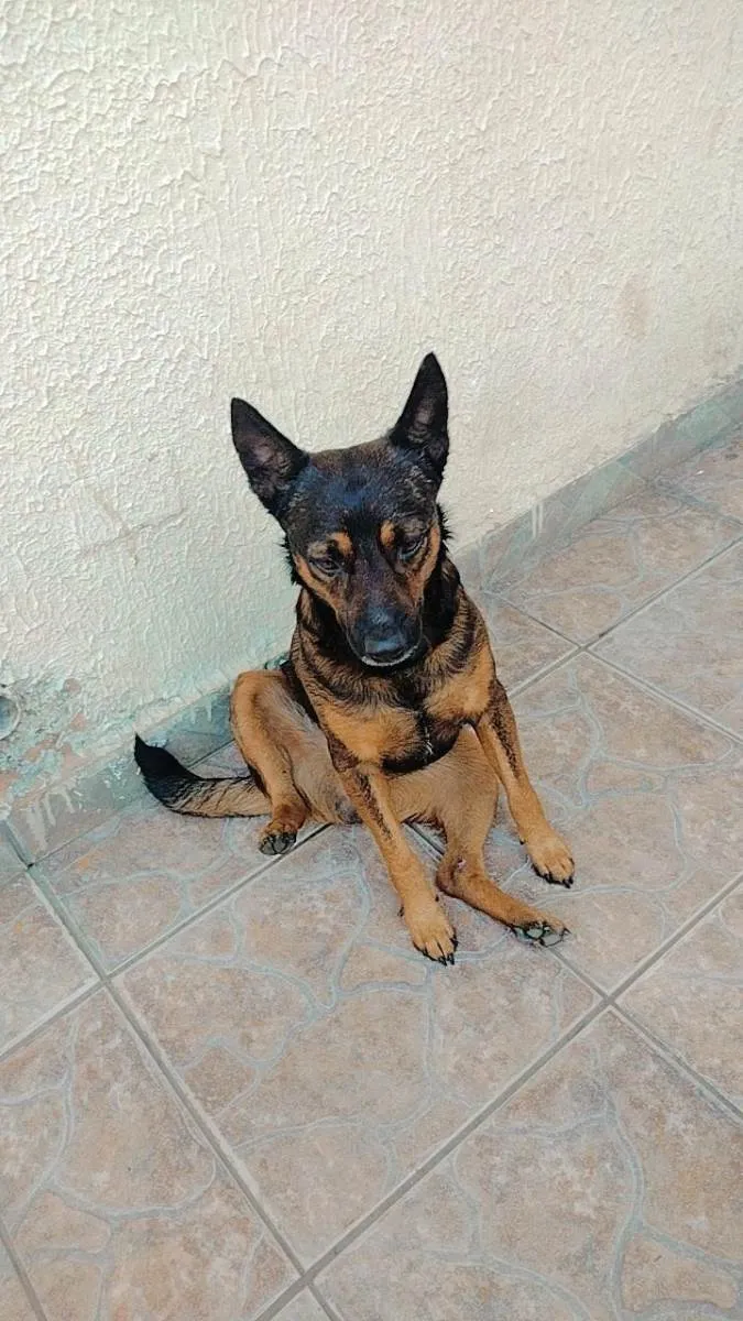 Cachorro ra a Vira lata idade 2 anos nome Scoby 