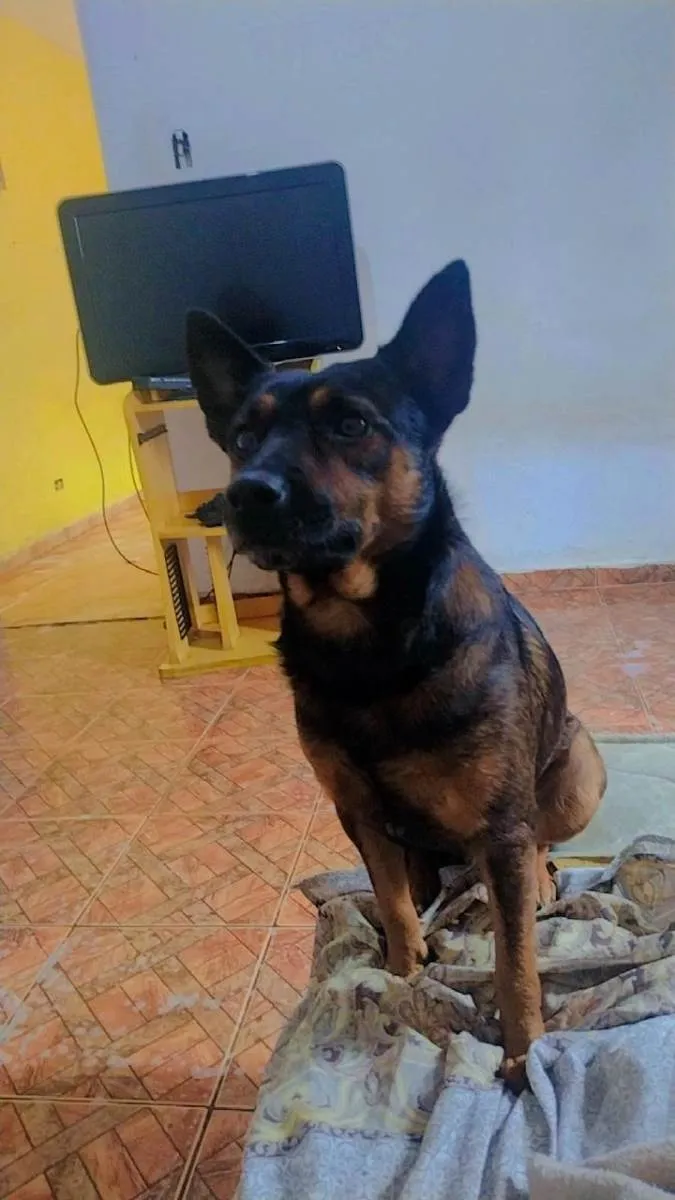 Cachorro ra a Vira lata idade 2 anos nome Scoby 