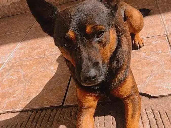 Cachorro ra a Vira lata idade 2 anos nome Scoby 