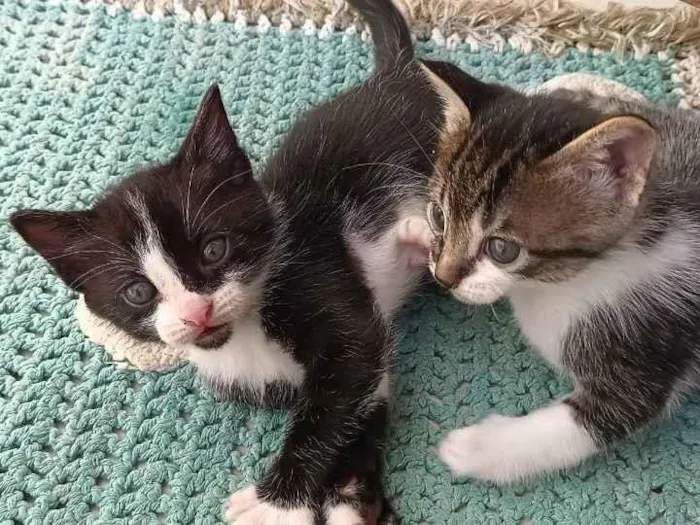 Gato ra a Não definida idade Abaixo de 2 meses nome Estão sem nome 