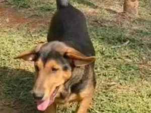 Cachorro raça Srd idade 7 a 11 meses nome Amora 