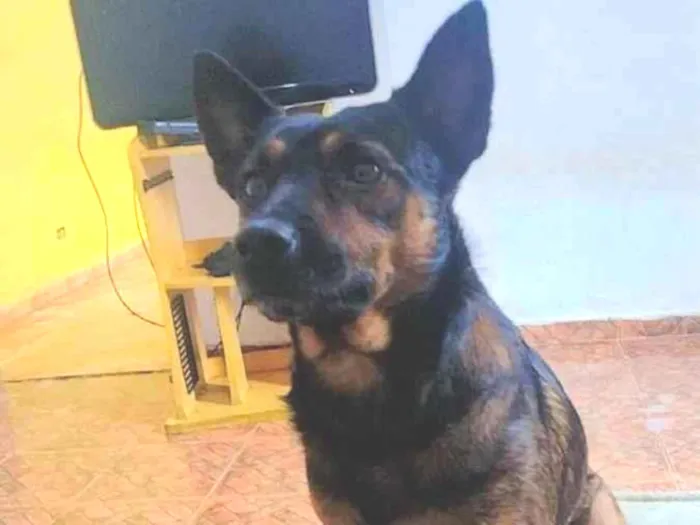 Cachorro ra a Vira lata idade 2 anos nome Scoby 