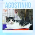 Agostinho 