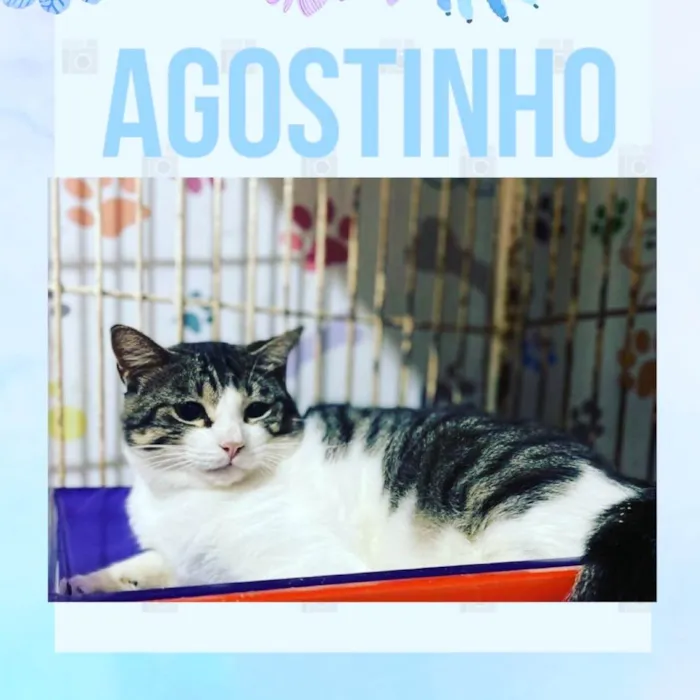 Gato ra a SRD idade 1 ano nome Agostinho 