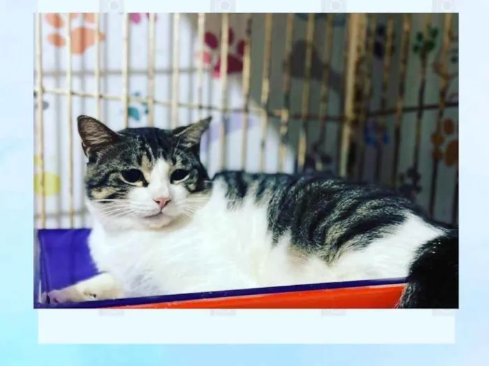 Gato ra a SRD idade 1 ano nome Agostinho 