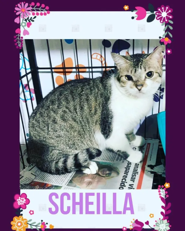 Gato ra a SRD idade  nome Sheila