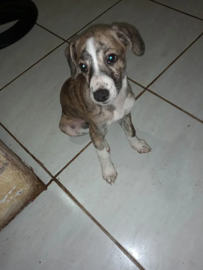 Cachorro ra a Vira lata idade 2 a 6 meses nome Layla