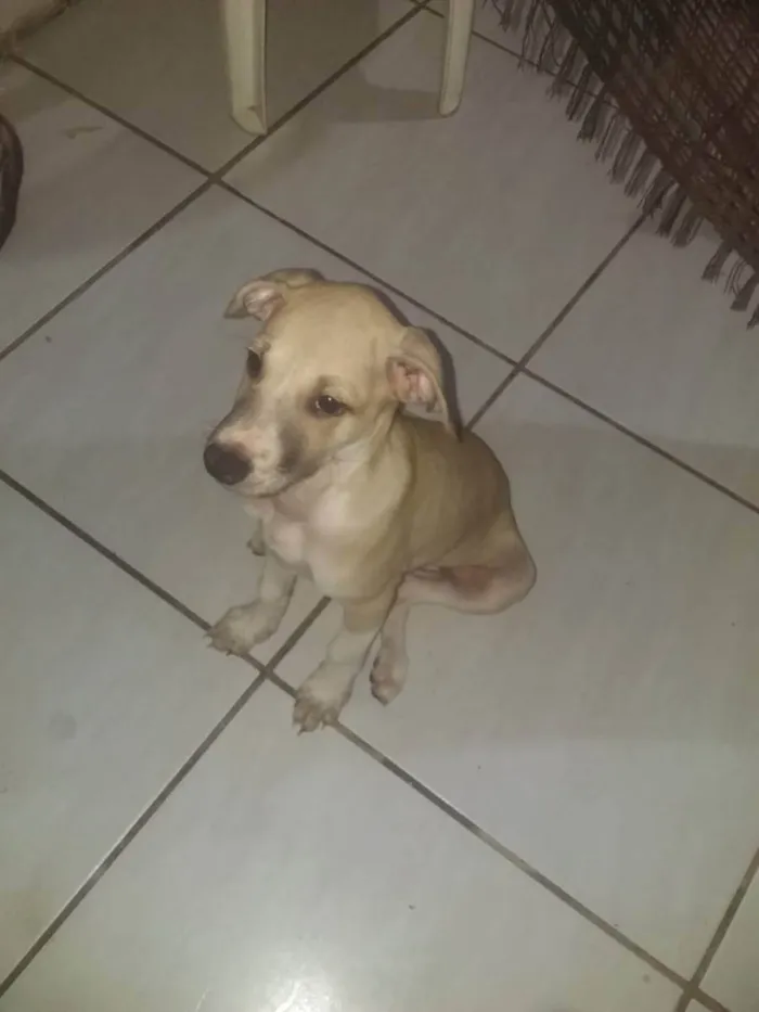 Cachorro ra a Vira lata idade 2 a 6 meses nome Kiara