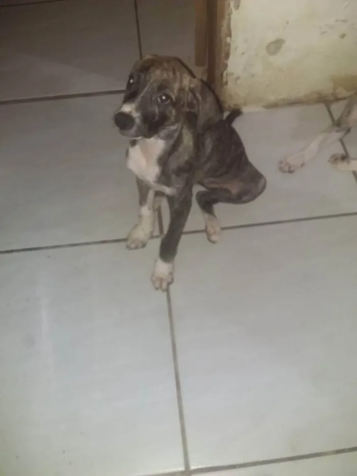 Cachorro ra a Vira lata idade 2 a 6 meses nome Jenny