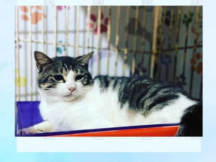 Gato ra a SRD idade 1 ano nome Agostinho 