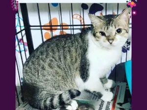 Gato raça SRD idade  nome Sheila