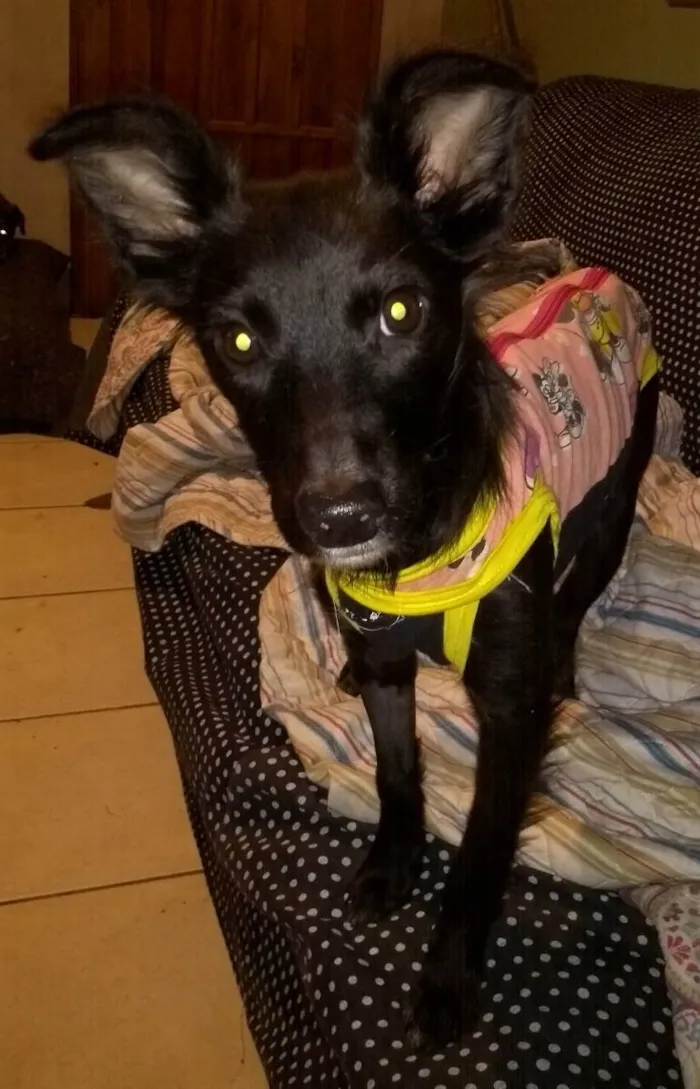 Cachorro ra a Mix Border  idade 7 a 11 meses nome Lore