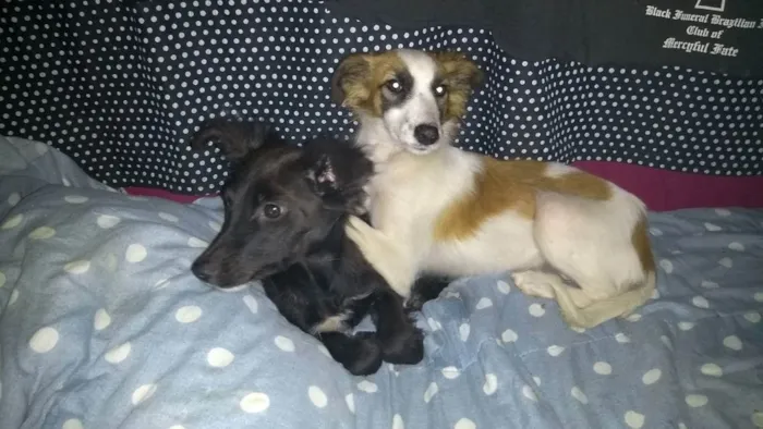 Cachorro ra a Mix Border  idade 7 a 11 meses nome Lore